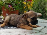 3 chiots Border Terriers à vendre (LOF)