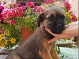 3 chiots Border Terriers à vendre (LOF)