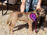 3 chiots Border Terriers à vendre (LOF)