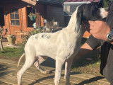 Vente de 3 chiots Pointers Anglais LOF