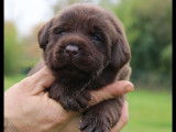 À réserver : des chiots Labradors Retrievers LOF chocolat