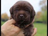 À réserver : des chiots Labradors Retrievers LOF chocolat