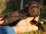 À réserver : des chiots Labradors Retrievers LOF chocolat
