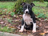 4 chiots American Staffordshire Terriers LOF à vendre