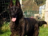 À réserver 3 Bergers Hollandais LOF