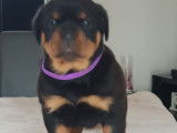 6 chiots Rottweilers LOF à réserver