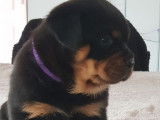 6 chiots Rottweilers LOF à réserver