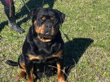 6 chiots Rottweilers LOF à réserver