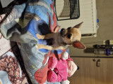 Chiot de race Chihuahua femelle à vendre