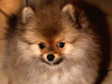 Un chiot Spitz Nain femelle LOF disponible