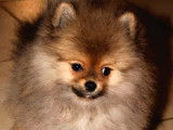 Un chiot Spitz Nain femelle LOF disponible