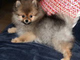 Un chiot Spitz Nain femelle LOF disponible