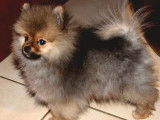 Un chiot Spitz Nain femelle LOF disponible