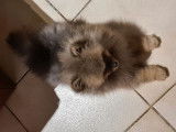 Un chiot Spitz Nain femelle LOF disponible