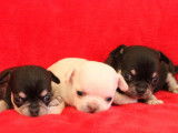 À réserver 3 chiots Chihuahuas LOF poil court