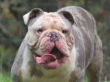 3 chiots Bulldogs Anglais Exotiques non-LOF à acheter