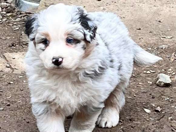 Chiots Bergers Australiens LOF à réserver
