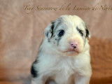 5 chiots Border Collies LOF disponibles à la réservation