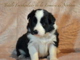 5 chiots Border Collies LOF disponibles à la réservation