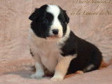 5 chiots Border Collies LOF disponibles à la réservation
