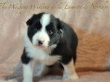 5 chiots Border Collies LOF disponibles à la réservation