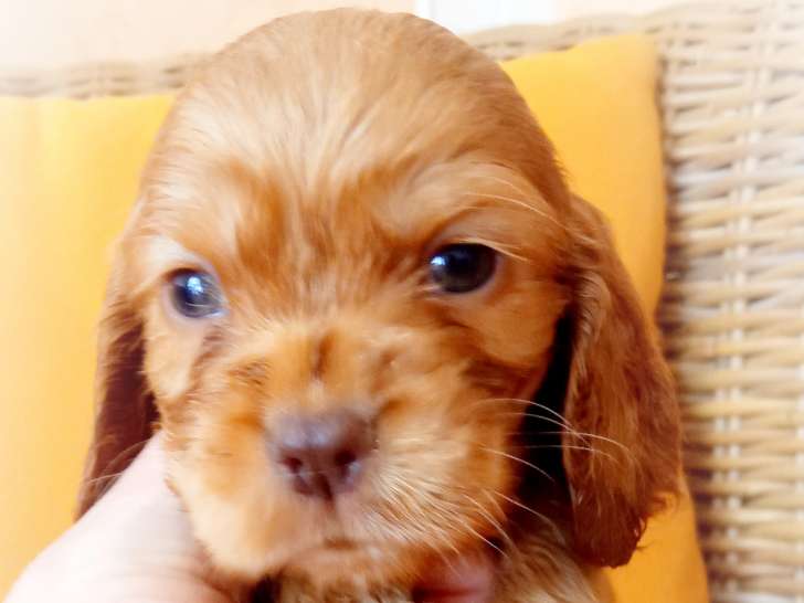 Chiot Cocker Anglais non LOF (facilités paiement 3-4 fois CB)