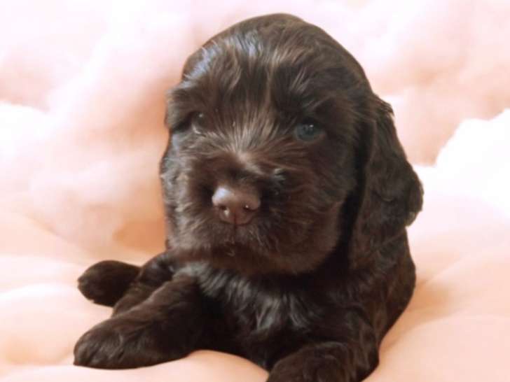 Chiot Cocker Anglais non LOF (facilités paiement 3-4 fois CB)