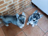 R&eacute;servation de 4 chiots Huskies de Sib&eacute;rie gris loup (LOF)