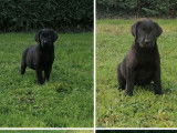 Vente de chiots Labradors noirs (LOF)