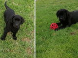 Vente de chiots Labradors noirs (LOF)