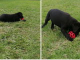 Vente de chiots Labradors noirs (LOF)