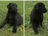 Vente de chiots Labradors noirs (LOF)