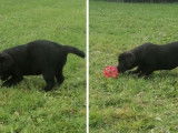 Vente de chiots Labradors noirs (LOF)