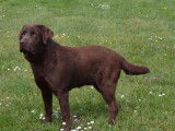 Vente de chiots Labradors noirs (LOF)