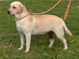 Vente de chiots Labradors noirs (LOF)