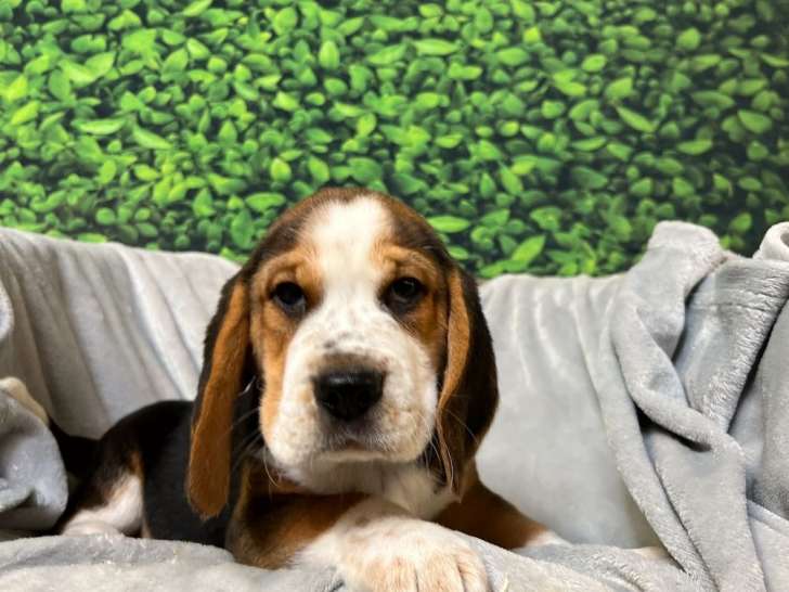 À vendre, chiots Beagles tricolores (LOF)