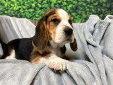 À vendre, chiots Beagles tricolores (LOF)