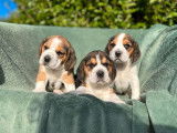 À vendre, chiots Beagles tricolores (LOF)
