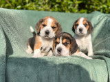 À vendre, chiots Beagles tricolores (LOF)