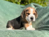 À vendre, chiots Beagles tricolores (LOF)