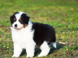 À vendre, un chiot mâle Berger Australien tricolore (LOF)