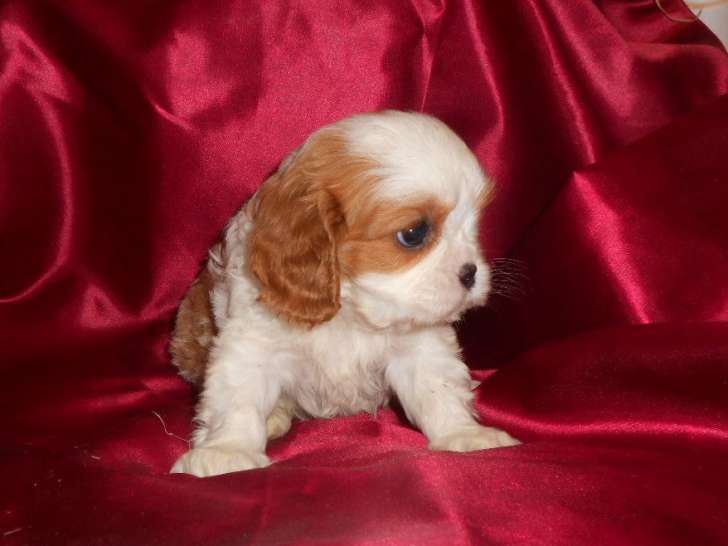 Réservation pour 6 chiots Cavaliers King Charles LOF
