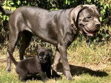 À réserver : 3 chiots mâles Cane Corso LOF