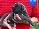 À réserver : 3 chiots mâles Cane Corso LOF