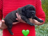 À réserver : 3 chiots mâles Cane Corso LOF
