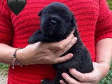 À réserver : 3 chiots mâles Cane Corso LOF