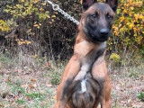 Un chien Berger Belge Malinois de 2 ans LOF disponible à la vente