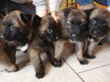 Vente de 6 chiots Bergers Belges Tervueren LOF