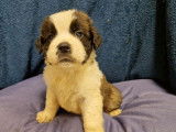 5 chiots Saint-Bernards bicolores &agrave; r&eacute;server, LOF