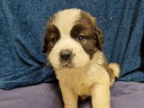5 chiots Saint-Bernards bicolores &agrave; r&eacute;server, LOF